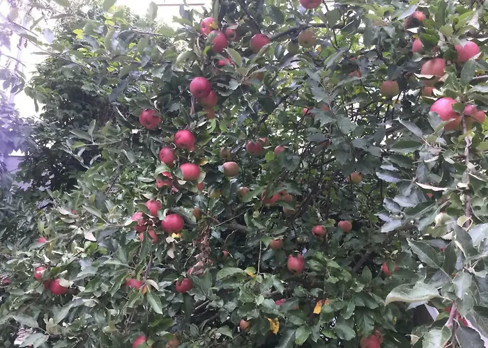 Finkeshaus Проживание в семье *